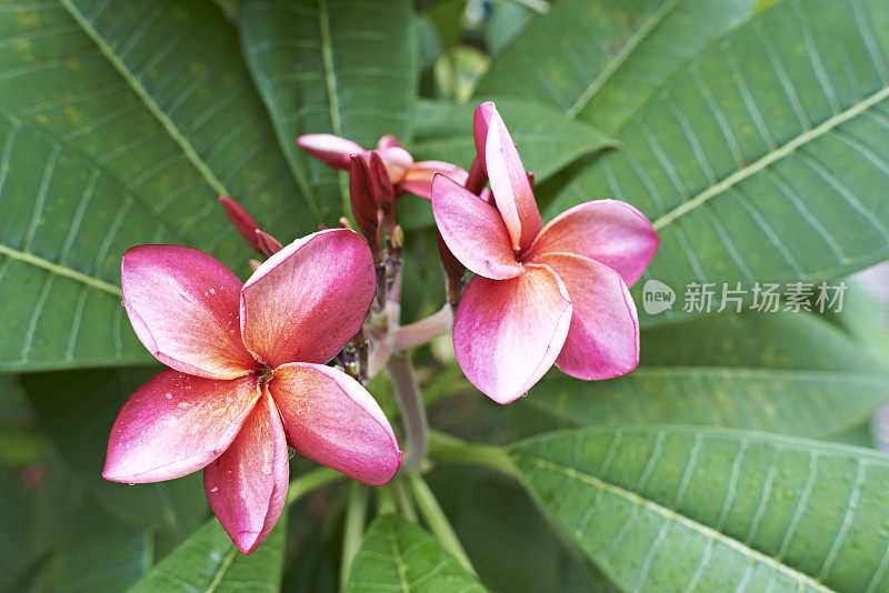 粉红色开花植物特写镜头