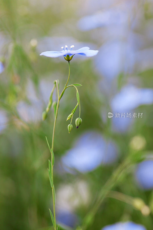 蓝亚麻花，多年生亚麻