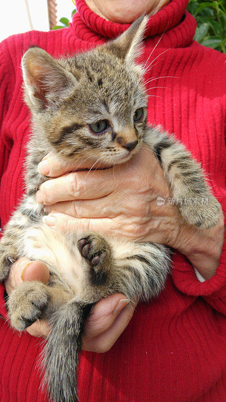 老婆婆手里的小猫