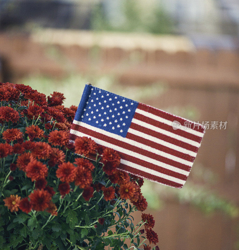 花园种植菊花和美国国旗为美国节日