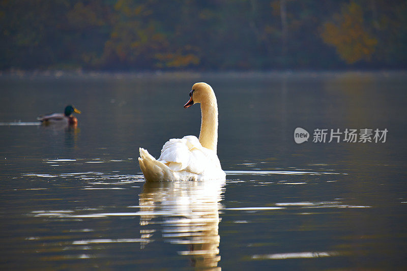 沉默的天鹅和鸭子在秋天