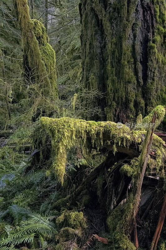 有苔藓覆盖树的老生长林，不列颠哥伦比亚省