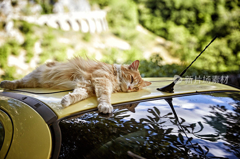 姜猫在车顶上休息