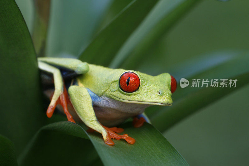 雨林植物上的红眼树蛙