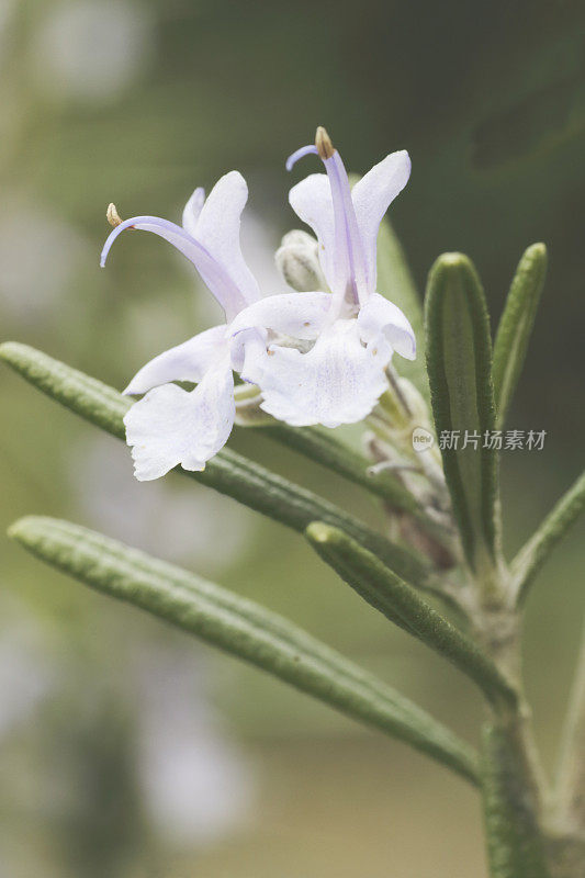 迷迭香(迷迭香属officinalis)