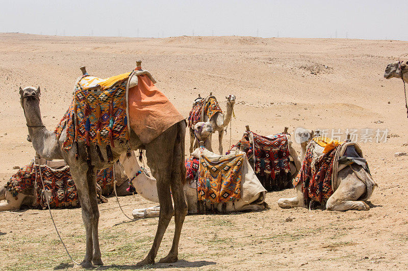 埃及:吉萨的骆驼