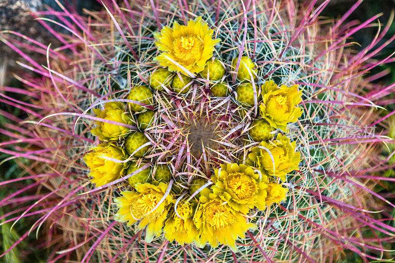 近距离观看，安萨-博雷戈沙漠加利福尼亚桶形仙人掌的花冠