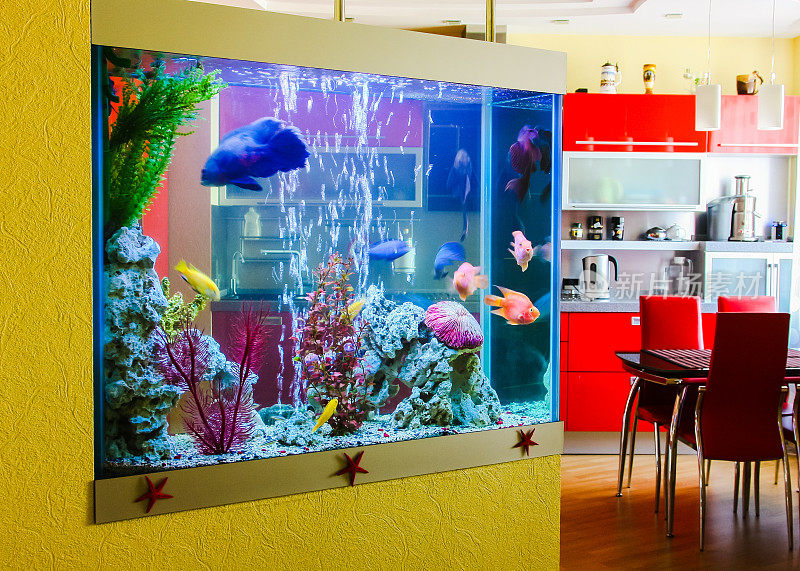 美丽的水族馆和鱼在一个房间到现代公寓