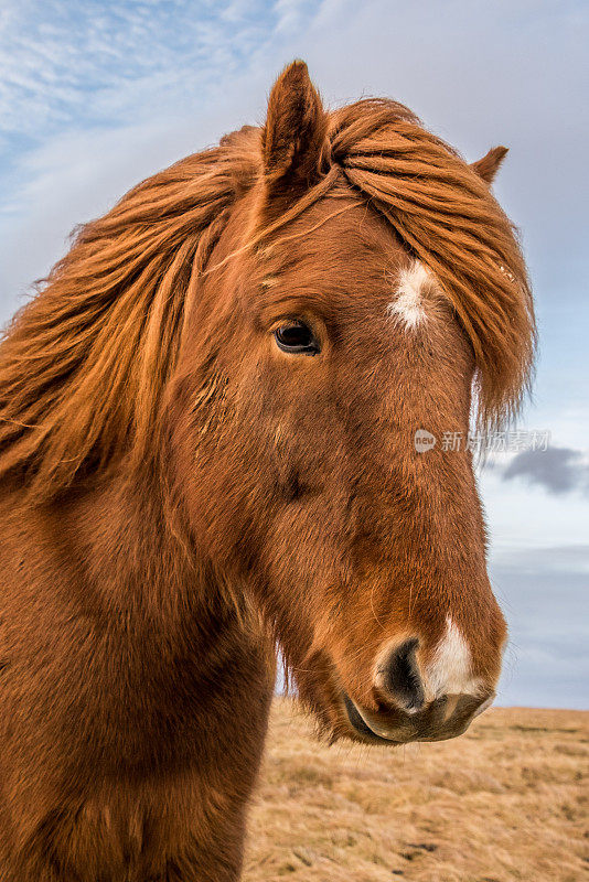 冰岛棕色马，侧面有飘逸的棕色鬃毛。
