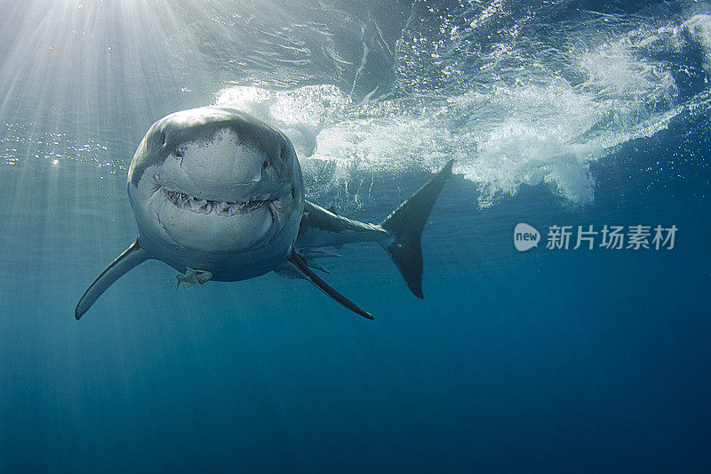 微笑的大白鲨