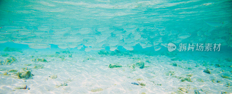 马尔代夫水下海洋生物世界