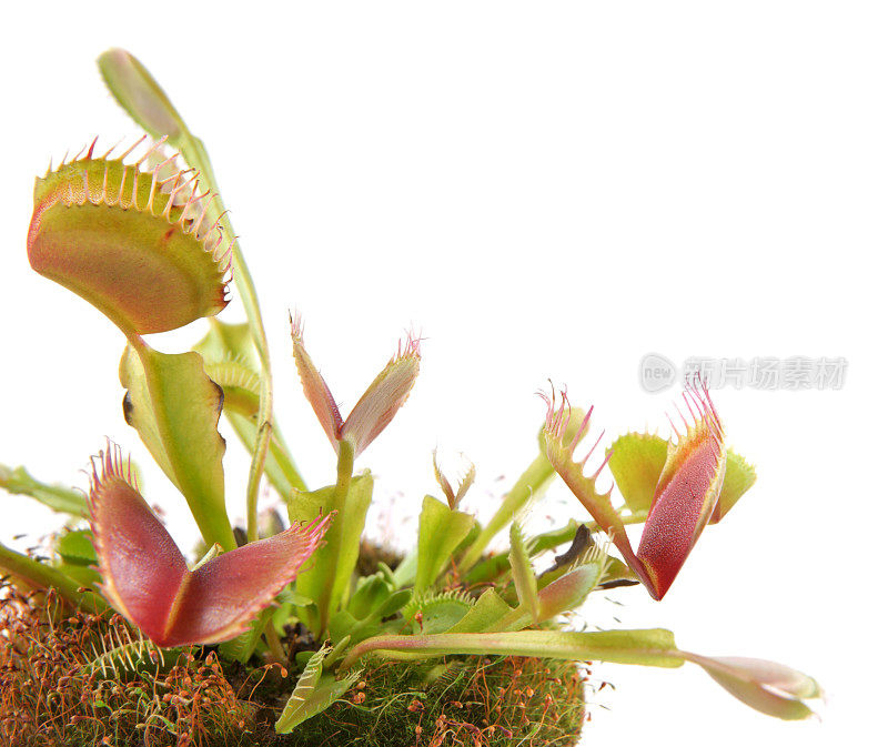 捕蝇草(Dionaea)在白色的背景