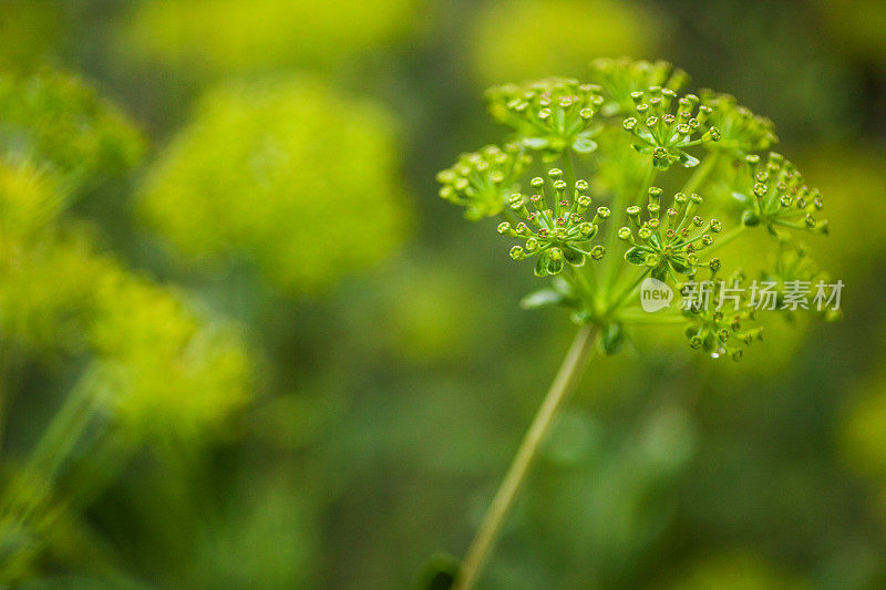 莳萝植物