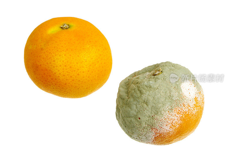 新鲜和发霉的橙子孤立在白色