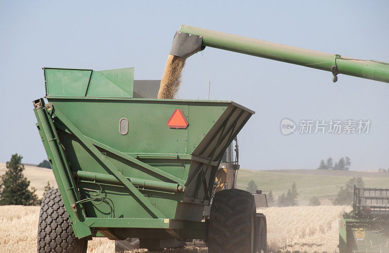 收获的小麦从联合收割机卸载到拖车