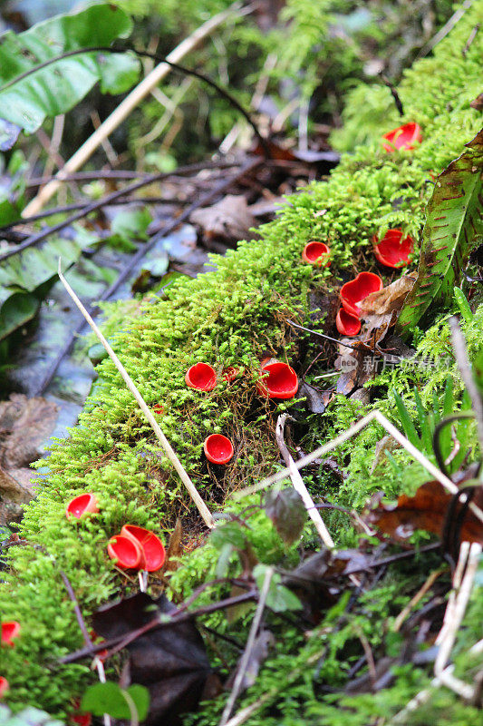 红林地苔藓杯，红杯真菌