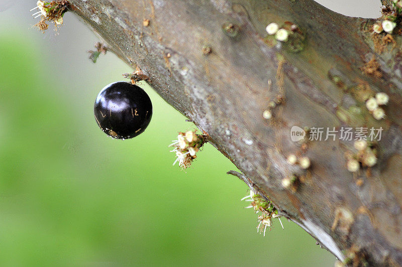 Jabuticaba