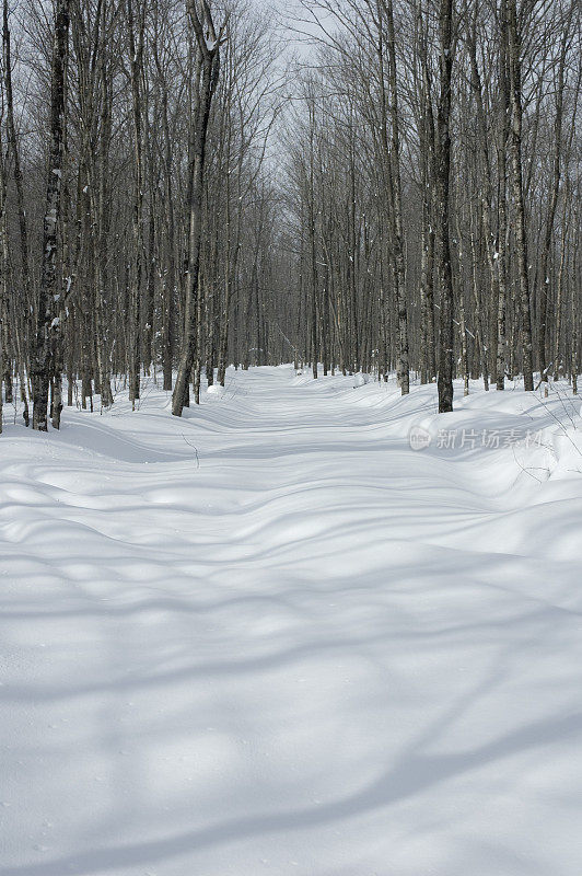 穿过树林的雪道，人迹罕至