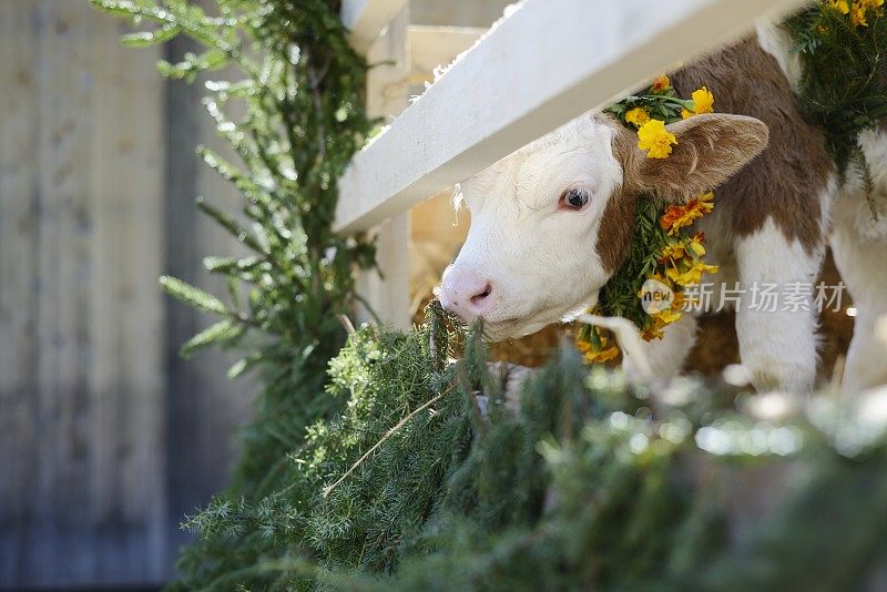 小花瑞士小牛