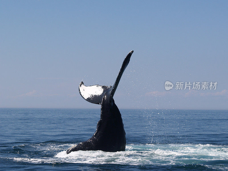 鲸鱼潜水