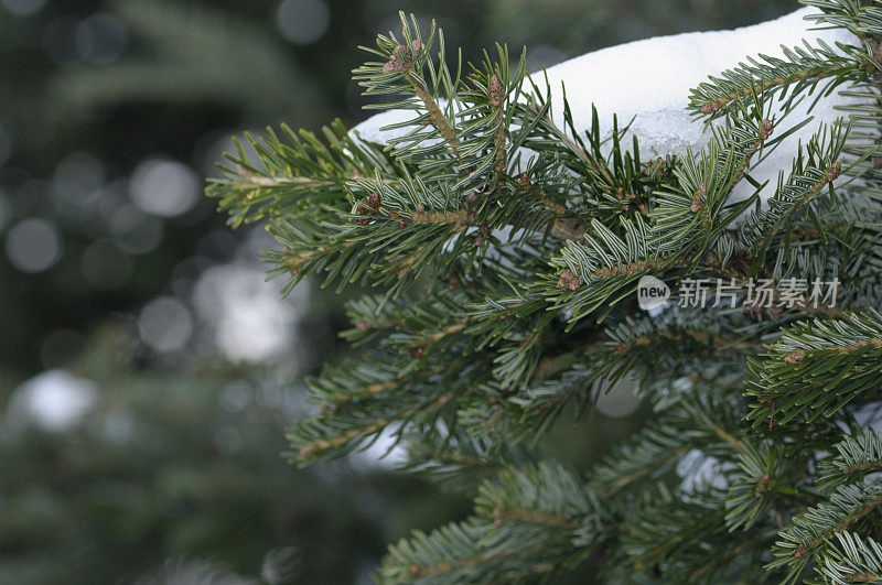 雪覆盖的云杉树枝