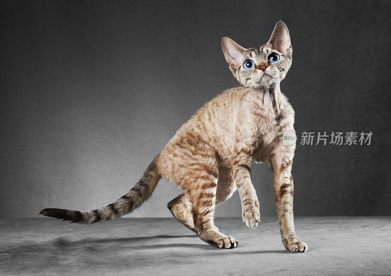 康沃尔雷克斯猫在动