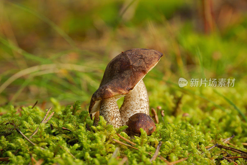 真菌桦树，野生蘑菇