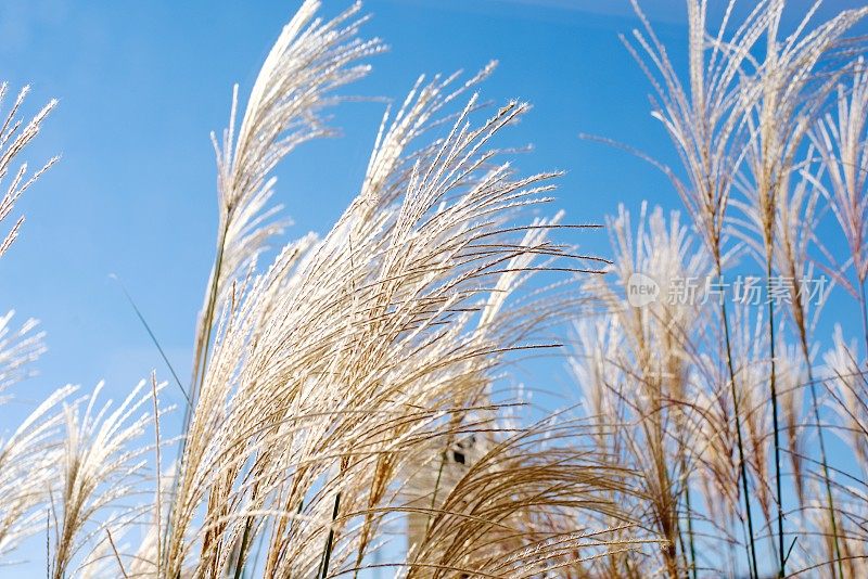 阳光和风吹着小麦