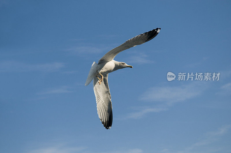 蓝天下的海鸥