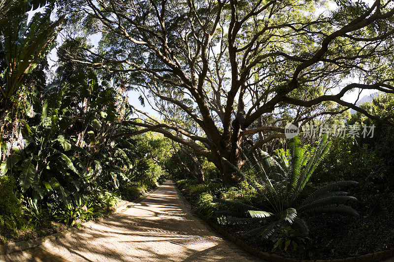 樟脑大道,Kirstenbosch