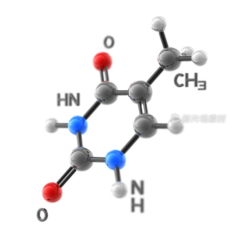 分子胸腺嘧啶