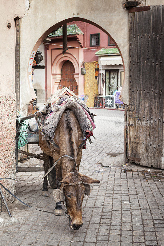 摩洛哥马拉喀什的工作马