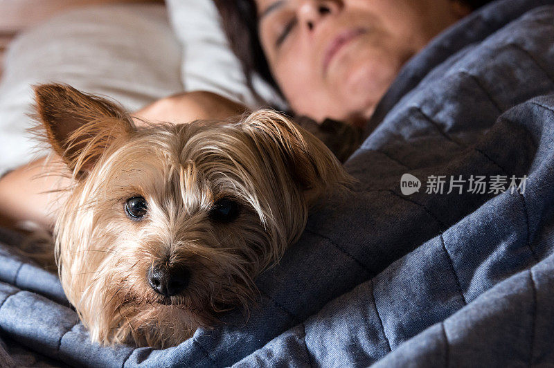 睡在床上的女人和她的约克犬在她醒着的旁边。