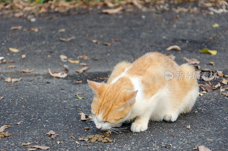 猫吃食物