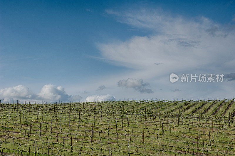 山坡葡萄酒葡萄园