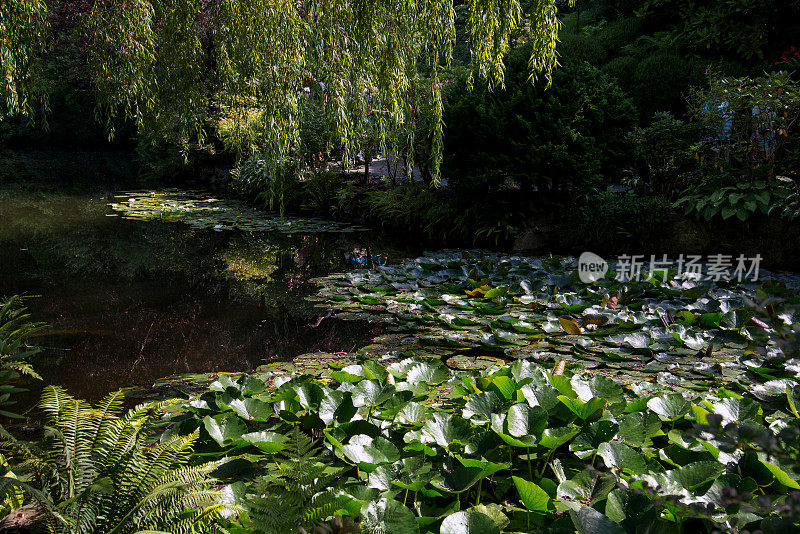 莲花池