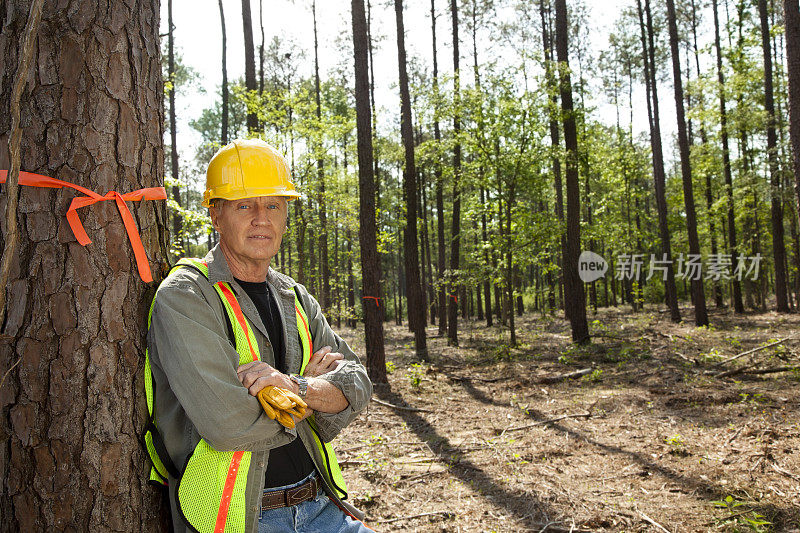 林务员或建筑工人用橙色丝带标记树木。