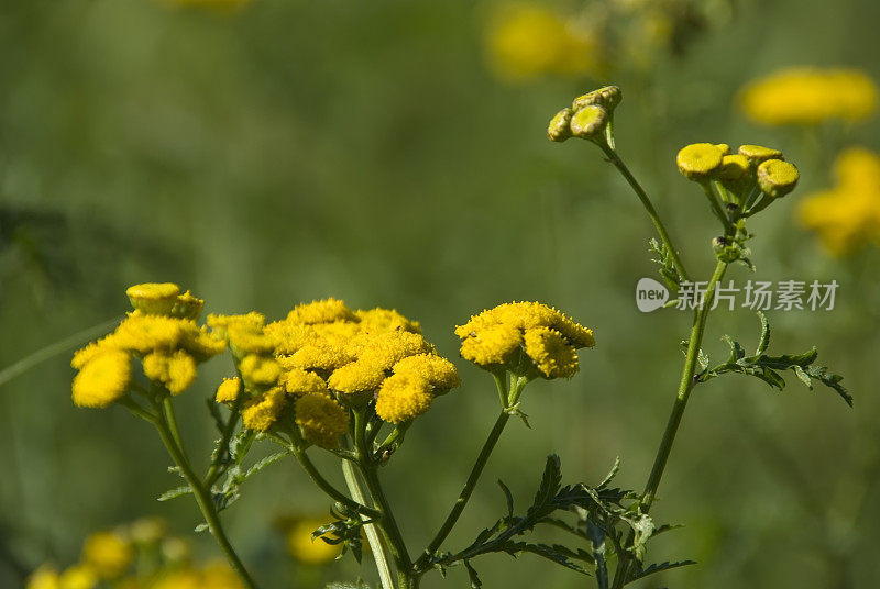 艾菊(Tanacetum)