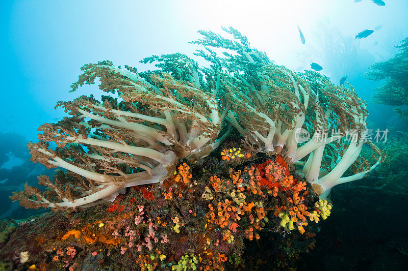 色彩斑斓的太阳珊瑚在日本沉船，阿米德，北巴厘岛，印度尼西亚