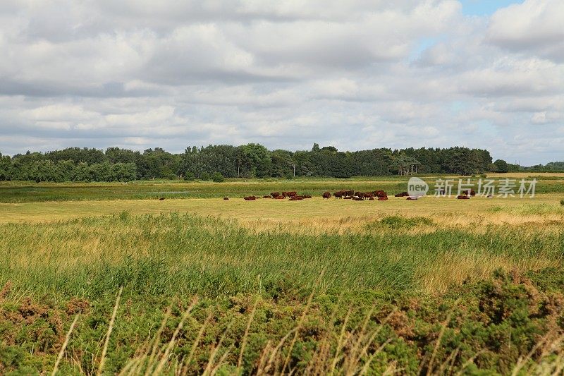 奶牛躺在英格兰农村的田野里