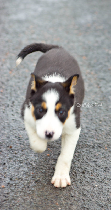 边境牧羊犬的小狗