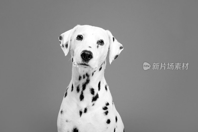 斑点狗的肖像