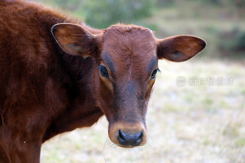 马达加斯加:Ambatolampy附近的瘤牛