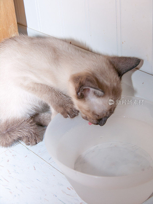 蓝点暹罗猫喝水
