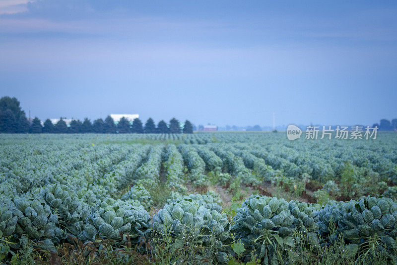 九月清晨的球芽甘蓝田