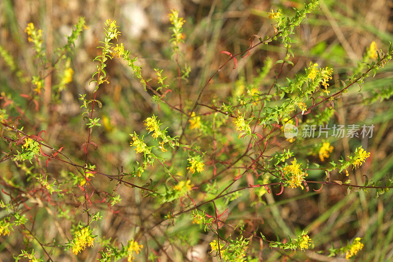 鲁伯隆花-黄花一枝黄花