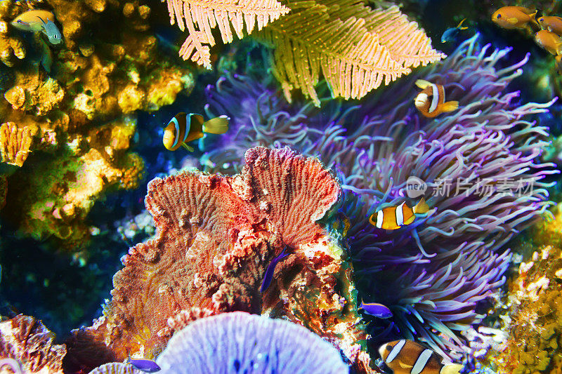 小丑鱼的珊瑚礁场景(凤仙鱼)