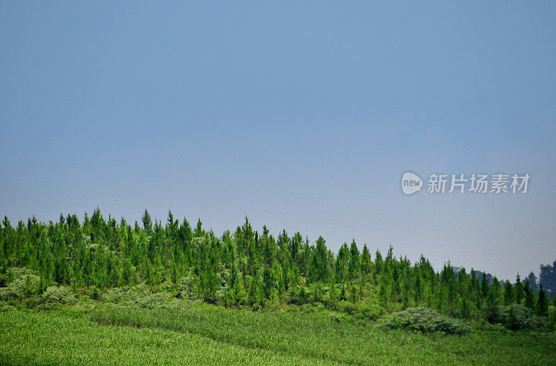 乌干达:森林砍伐