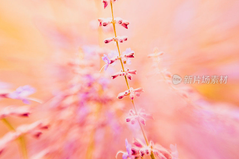 薰衣草花自然背景橙色和紫色春夏