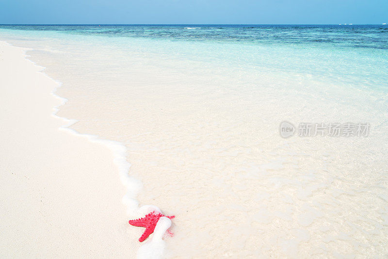 阳光沙滩上的红色海星在海浪中